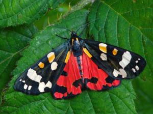 scarlet tiger moth